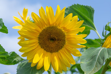 Sunflower in sunrise at flower garden with bee