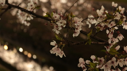 Obraz premium 山崎川の桜まつり ライトアップ