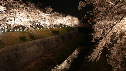 山崎川の桜まつり ライトアップ