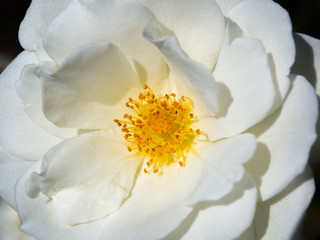 Close up beautiful rosa "white spray" rose perfectly formed blooms in a spring season at a botanical garden.
