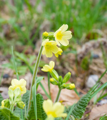 close up yellow primrose Primula vulgaris flowers in grass, spring floral background, selective focus