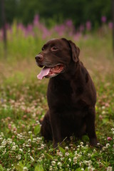 Portrait of chocoalte labrador sitting on the summer meadow.