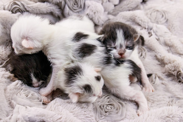 Fototapeta na wymiar Newborn kittens on a soft grey blanket