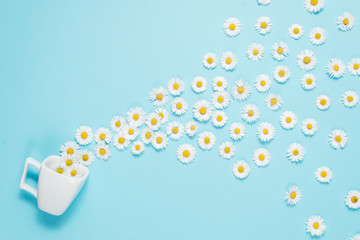 Creative layout made of coffee or tea cup with white flowers on blue background. Chamomiles pour out of cup. Spring, summer concept. Flat lay, top view, copy space