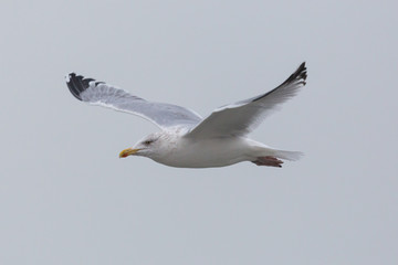 detailed portrait isolated sea gull in flight, white sky, spread wings