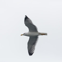 close view isolated sea gull in flight, white sky, spread wings