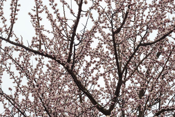 flowered apricot tree