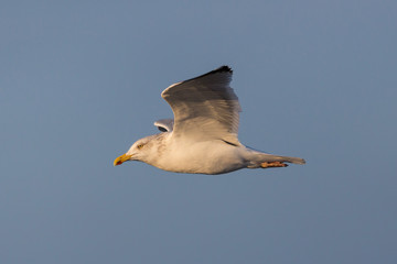 close view isolated sea gull in flight, blue sky, evening sun