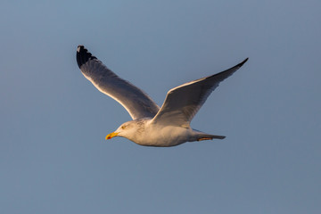 close-up isolated sea gull in flight, blue sky, evening sun
