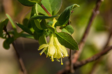 A Siberian Honeyberry shrub growing in a garden in north east Italy. Lonicera caerulea - also known as Haskap Berry, Blue-Berried Honeysuckle, Deepblue Honeysuckle and Sweetberry Honeysuckle