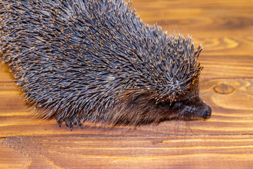 Little hedgehog on wooden floor