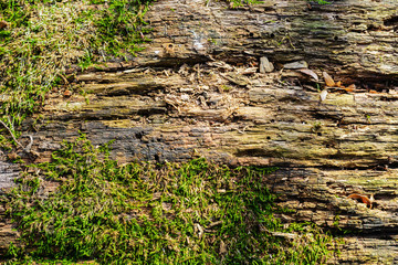 Green moss on the trunk of an old tree