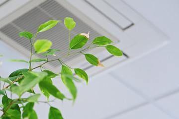 Ficus green leaves on the background ceiling air conditioner in modern office or at home. Indoor...