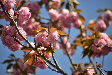八重桜、青空