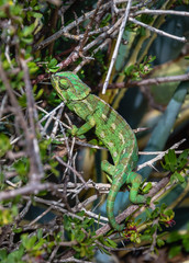 Wild Mediterranean or Common Chameleon in bush