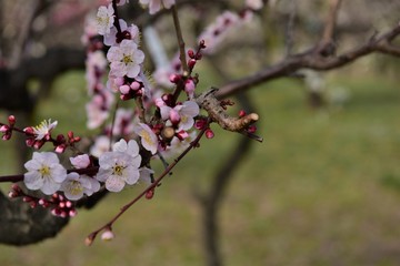 梅林