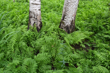 Beautiful green fern plantation in birch forest