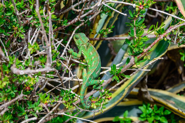 Wild Mediterranean or Common Chameleon in bush