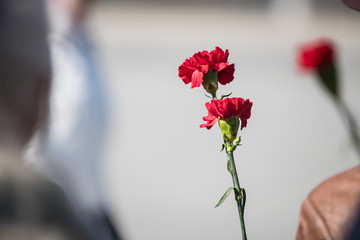 Bouquet of red carnations in man hand at Victory Day celebrations; focus on flower