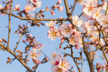 Almond tree blossom