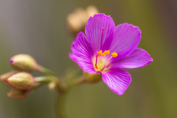 Fototapeta na wymiar Carnivorous plants, drosera flower