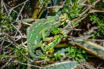 Wild Mediterranean or Common Chameleon in bush