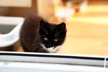 Black and white Cat sits in a baclony on the floor, white wall background