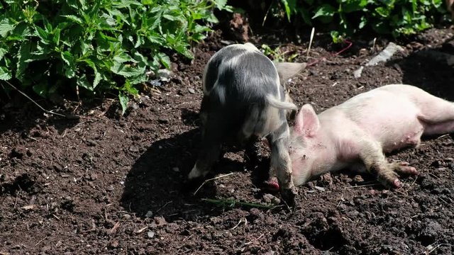 Small piglets fumble in the mud