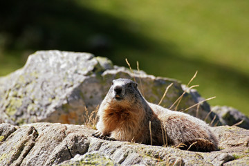 MARMOTTES