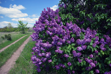 Obraz premium Blooming lilac bush on rural road