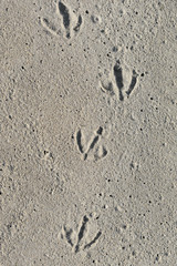 Seagull Tracks in the Sand