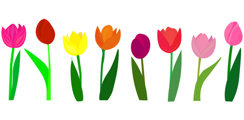 Tulips. Color vector tulips isolated on white background. Flowers in different shapes for your design and greetings, postcards card for your loved ones