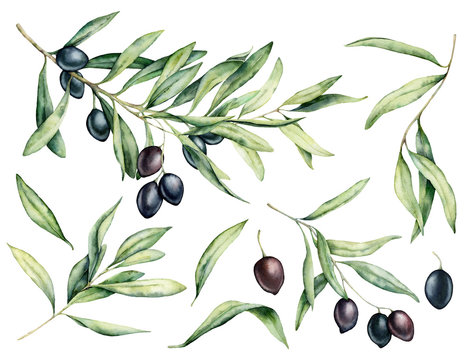 Watercolor black olive, leaves and branch set. Hand painted floral illustration isolated on white background for design, print, fabric or background.