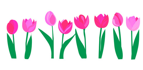 Realistic vector set of tulips. Pink tulips flowers on white background.