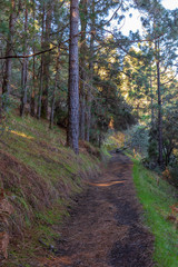 Fototapeta premium Wood pile at El Paso Del Pilar mountain at La Palma. Canary Islands. Spain