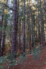 Wood pile at El Paso Del Pilar mountain at La Palma. Canary Islands. Spain