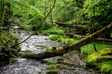 Forest with river, fallen tree and bridge.