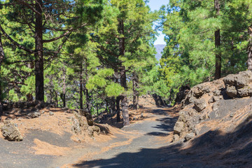 Wood pile at El Paso Del Pilar mountain at La Palma. Canary Islands. Spain