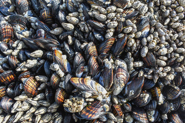 Mussels During Low Tide