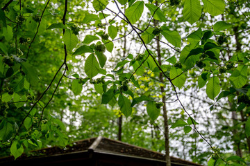 Fototapeta premium Unripe hazelnuts are growing on the tree