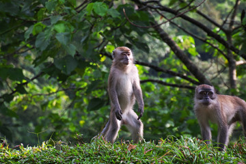 monkey, Sumatra, Indonesia