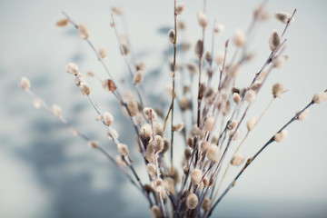 Pussy willow branches