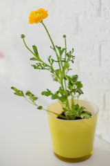 Potted yellow ranunculus flower