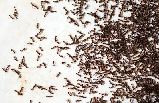 Many Ants On Ground