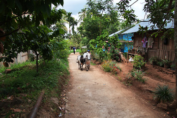 Fototapeta premium village, Sumatra, Indonesia