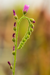 flower of sundew, carnivorous plant