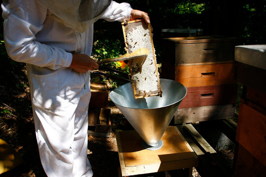 Production of artificial honeybee swarms