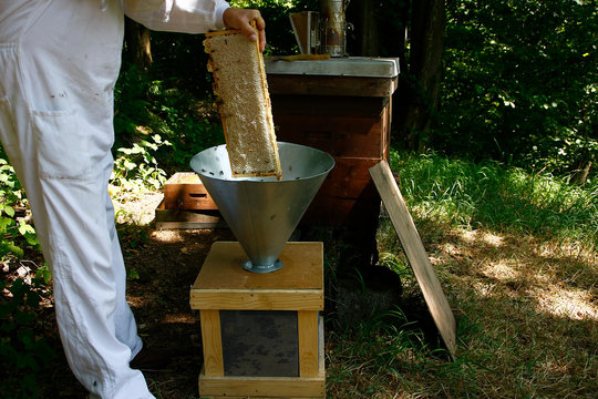 Production of artificial honeybee swarms