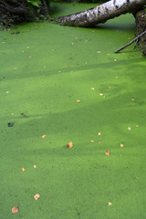Swampy forest and green pond water with duckweeds