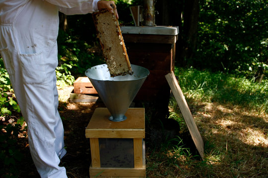 Production of artificial honeybee swarms